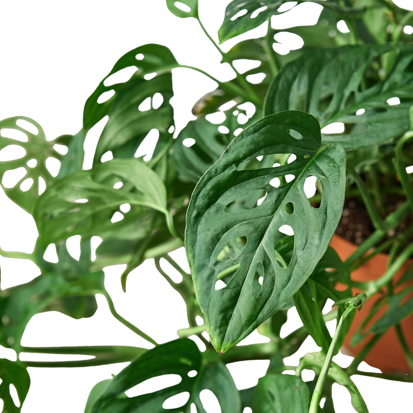 Monstera Adansonii Swiss Cheese | Easy Care Vining Plant | House Plant Shop