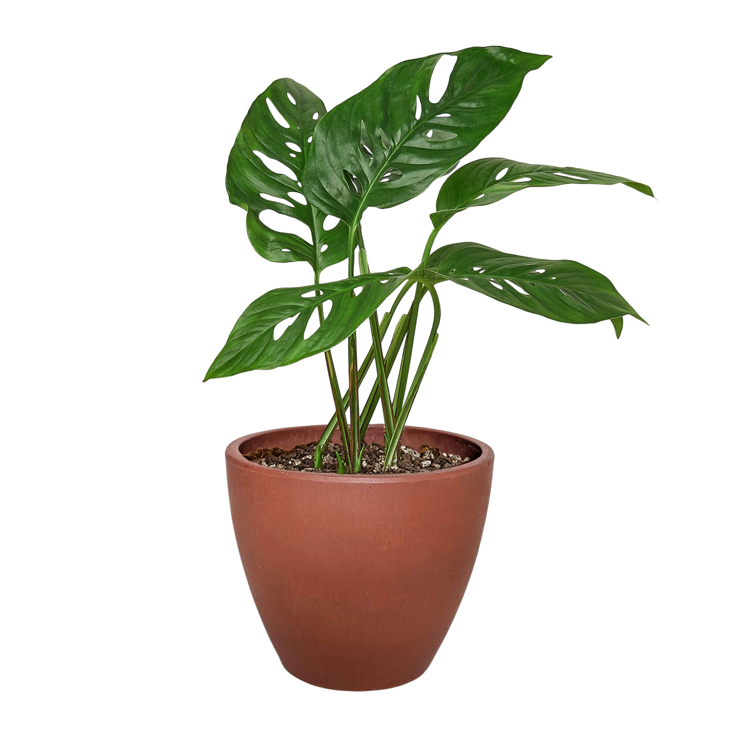 Monstera Adansonii Swiss Cheese | Easy Care Vining Plant | House Plant Shop